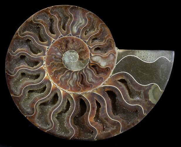 Beautiful Cut Ammonite Fossil (Half) - Agatized #34544